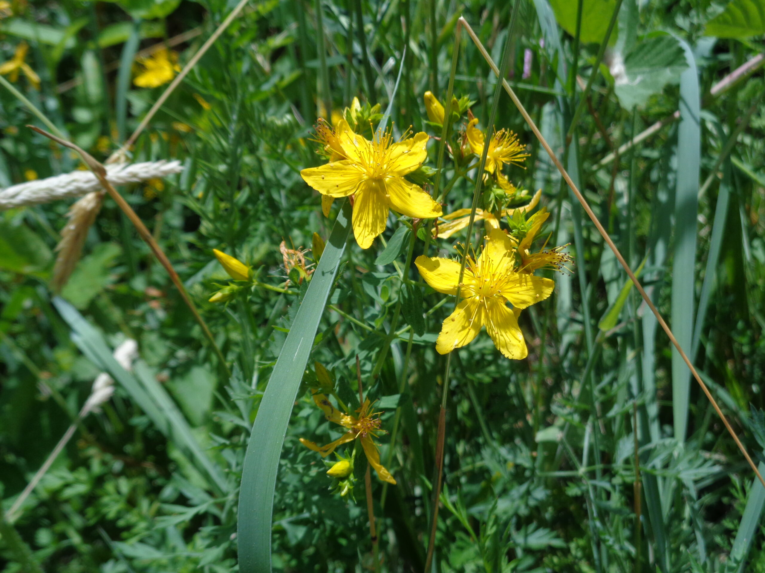 St. John's Wort